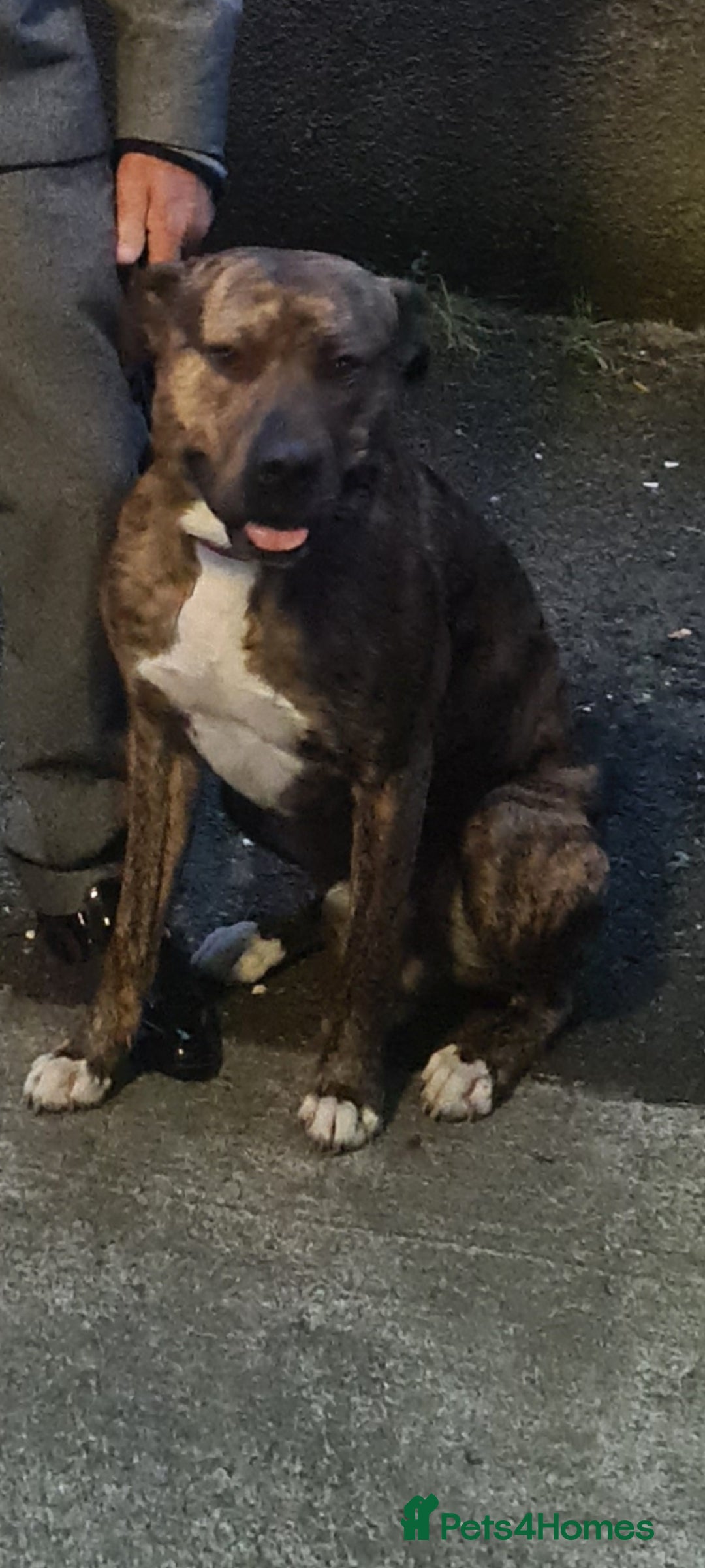 Lurcher dogs for sale: 3 male brindle Lurcher puppies for urgent sale - Advert 4