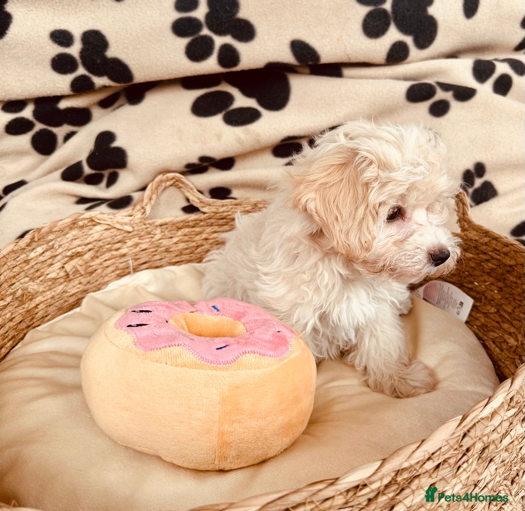 Maltipoo dogs for sale: F1 Toy Maltipoo puppys   - Image 26