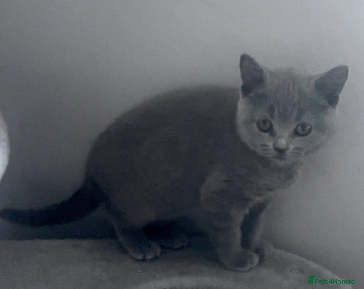 British Shorthair cats 5 Gorgeous, Playful, Great Temperament BSH Kittens - Advert 2