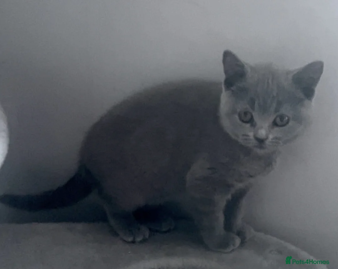British Shorthair cats for sale: 5 Gorgeous, Playful, Great Temperament BSH Kittens - Advert 2