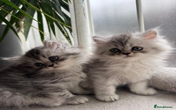 Persian cats for sale: 🐾Fluffy Chinchilla Persian kittens for Sale🐾 - Image 8
