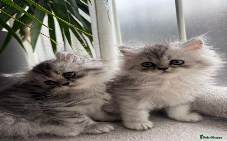 Persian cats - Advert 9