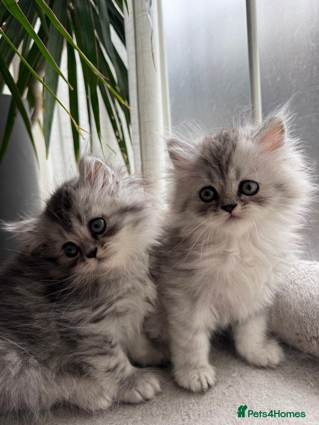 Persian cats for sale: 🐾Fluffy Chinchilla Persian kittens for Sale🐾 - Image 8