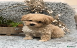 Poochon dogs for sale: Tiny babies ❤️❤️❤️ - Advert 14