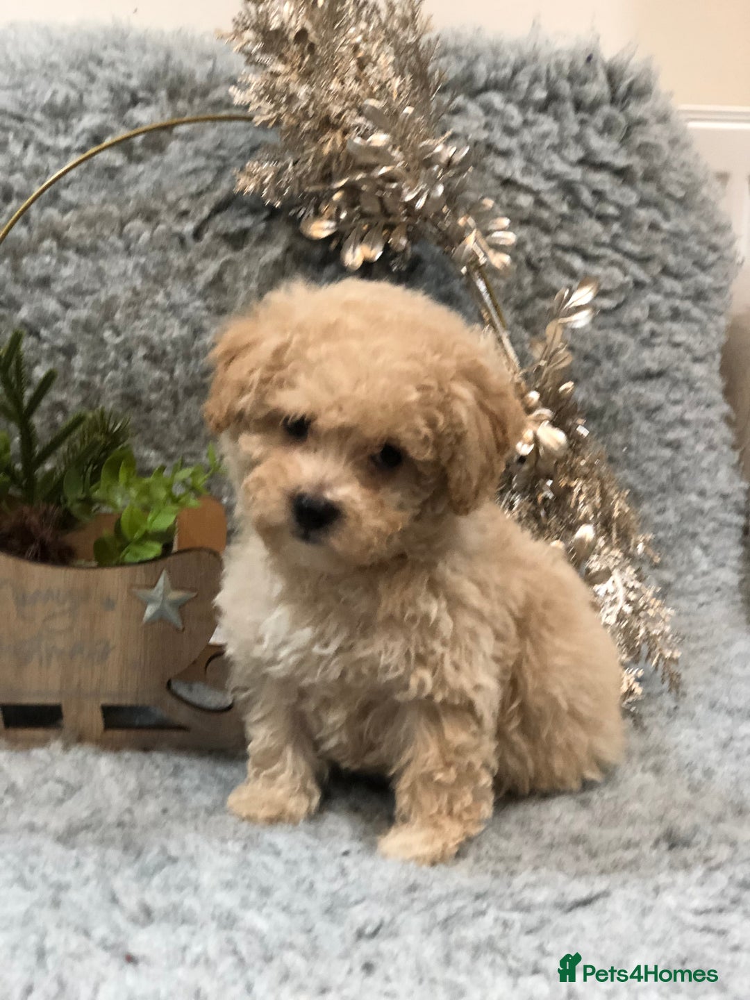 Poochon dogs for sale: Tiny babies ❤️❤️❤️ - Advert 14
