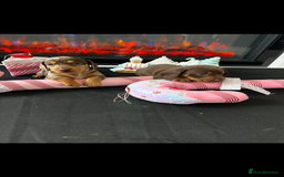 Miniature Dachshund dogs for sale: Miniature Dachshunds for sale - Image 2