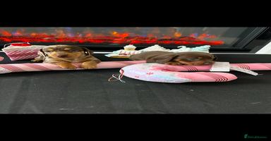 Miniature Dachshund dogs - Advert 4