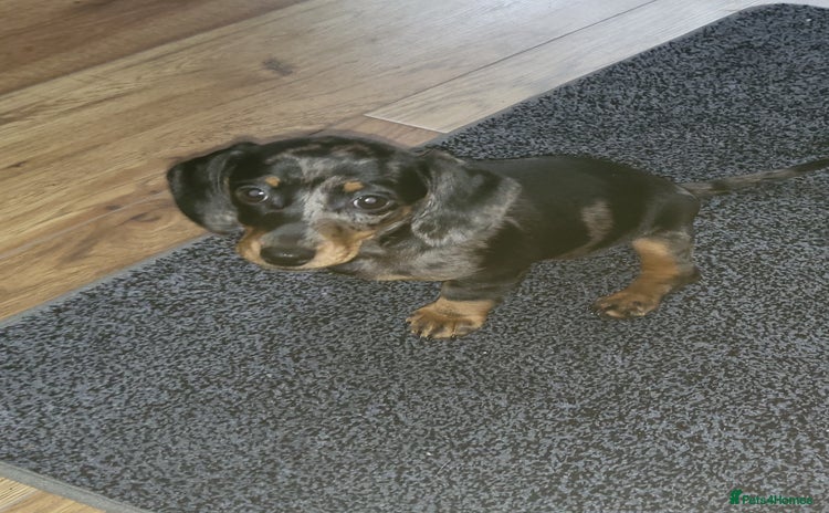 Dachshund dogs - Advert 10