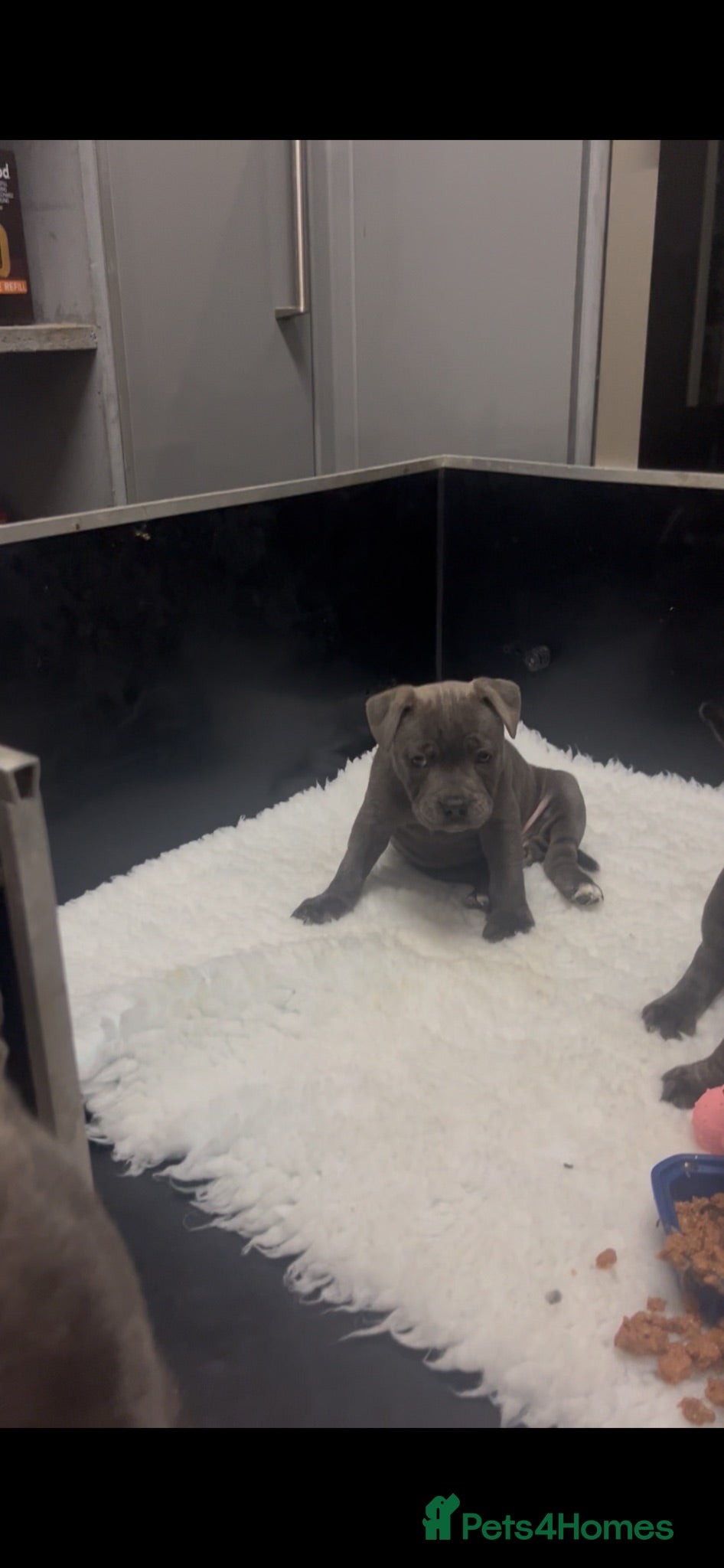 Staffordshire Bull Terrier dogs 1 little girl pedigree full of 20 champions  - Advert 1