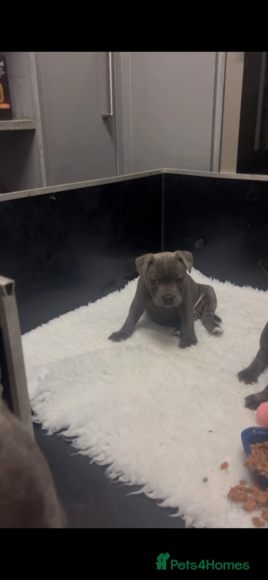 Staffordshire Bull Terrier dogs for sale: 1 little girl pedigree full of 20 champions  - Advert 1
