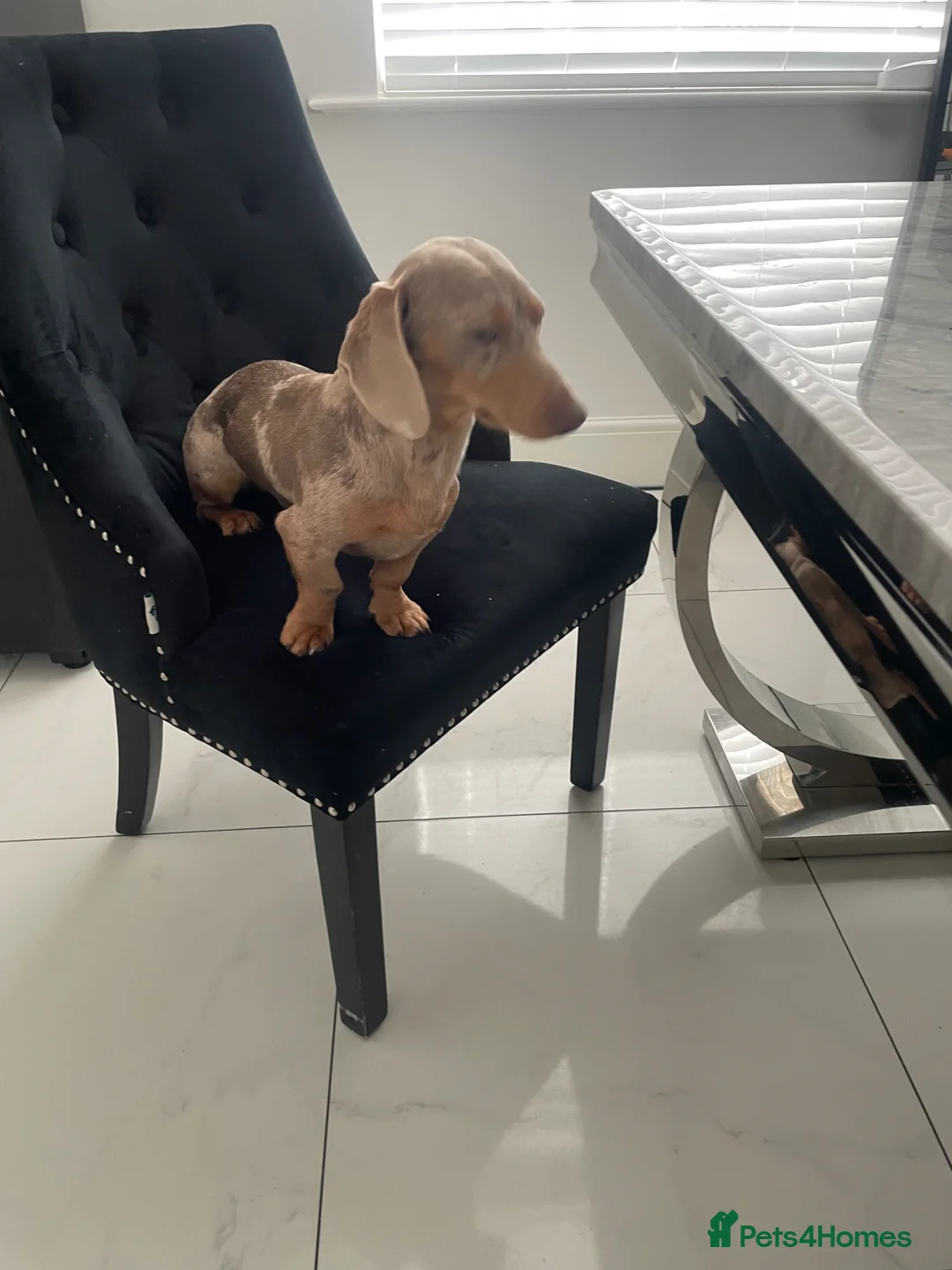 Miniature Dachshund dogs for sale: Isabella dapple boy - Advert 1