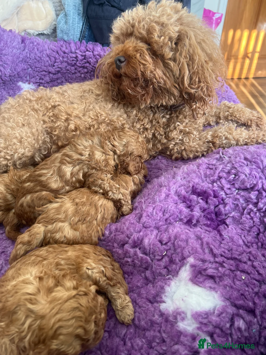 Toy Poodle dogs for sale: Stunning Pedigree  Red Toy Poodle Puppies  - Advert 7