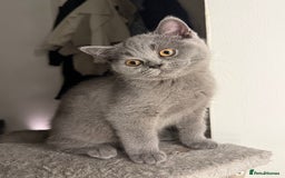 British Shorthair cats for sale: Beautiful British Shorthair 12 weeks - Image 4
