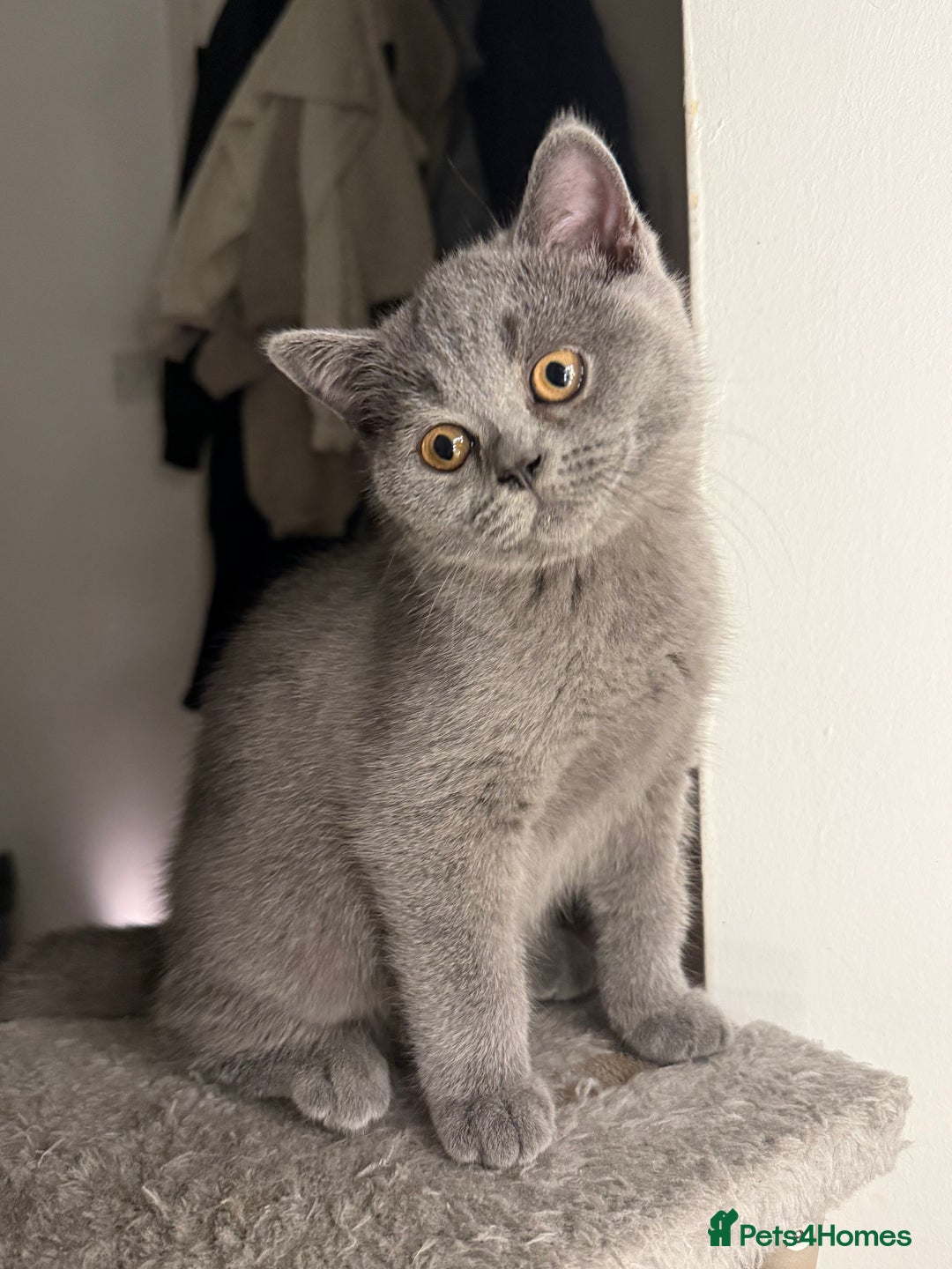 British Shorthair cats for sale: Beautiful British Shorthair 12 weeks - Image 4