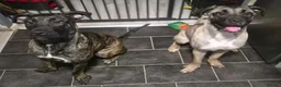 Mixed Breed dogs for sale: Beautiful Large Cane Canario's Puppies  - Advert 2
