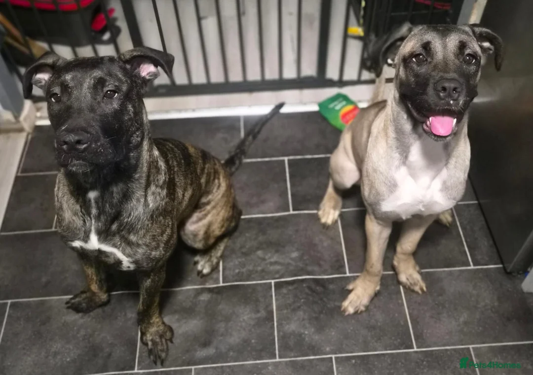 Mixed Breed dogs for sale: Beautiful Large Cane Canario's Puppies  - Advert 2