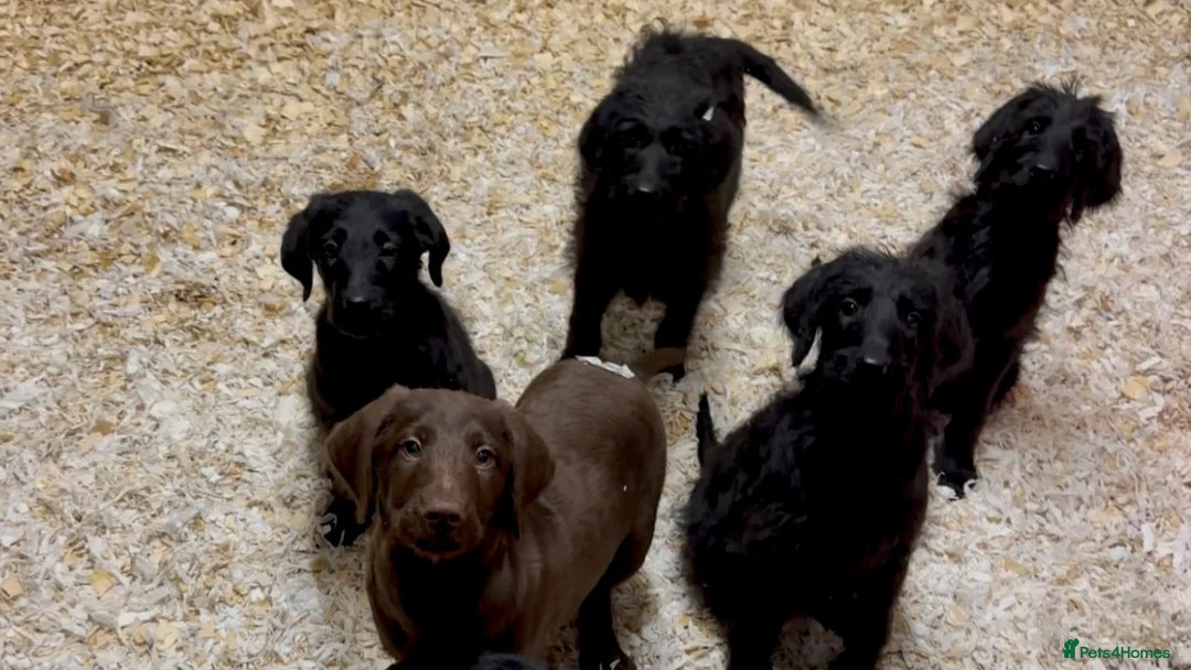Labradoodle dogs for sale: F1 standard labradoodles  - Advert 2