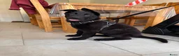 German Shepherd dogs for sale: Outstanding KC Registered German Sheppard - Advert 3