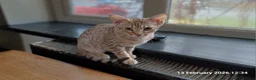 Ocicat cats for sale: Rowan The Pedigree Ocicat Is sad - Advert 18