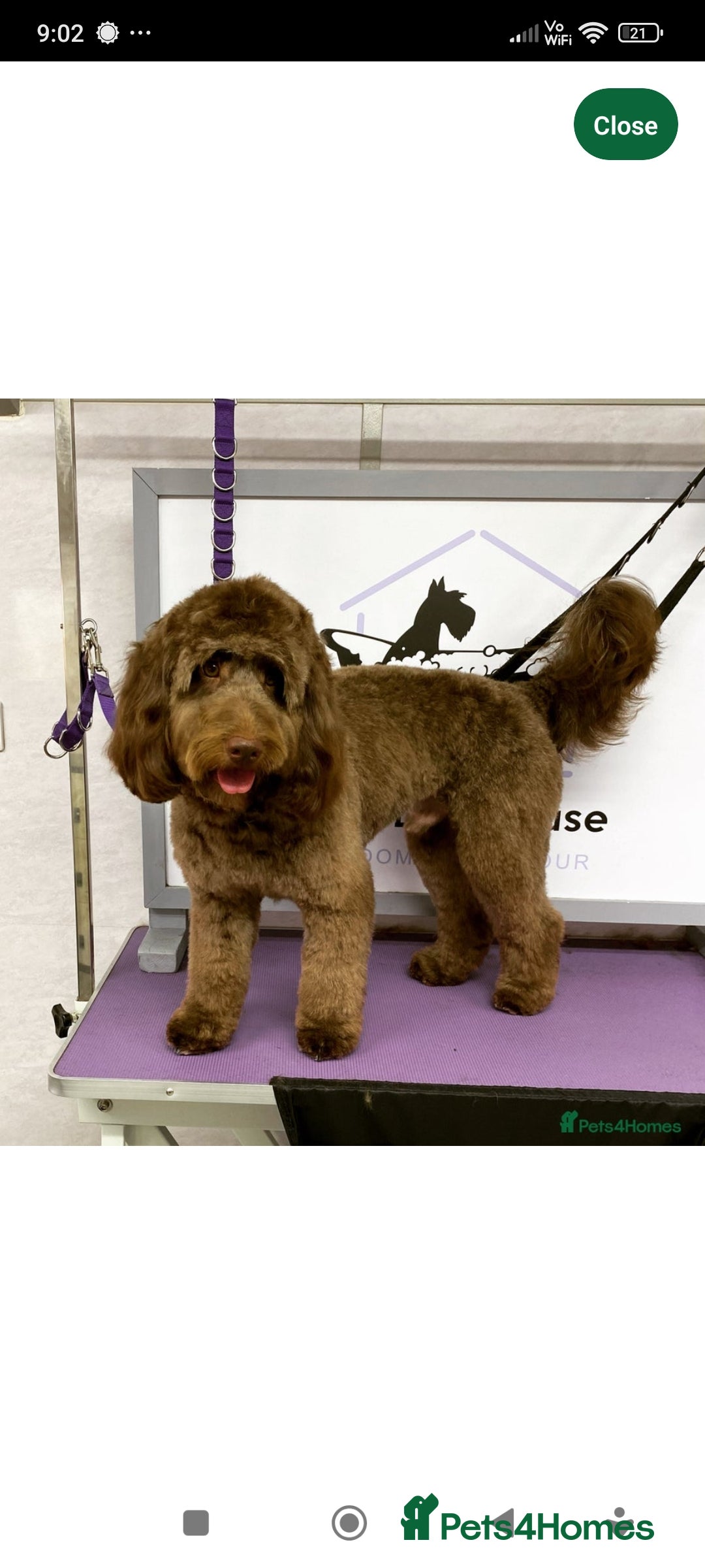 Cockapoo dogs for sale: Stunning cockapoo puppies  - Image 10