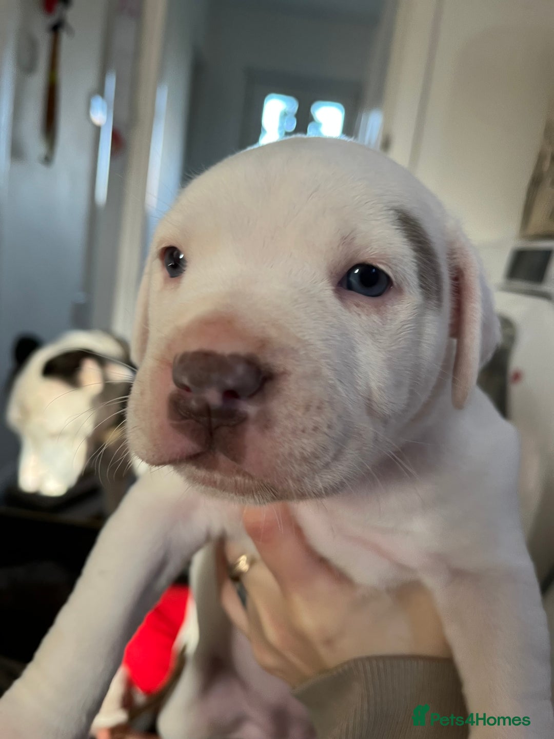 Mixed Breed dogs for sale: 2 beautiful American bully cross staffy puppies - Advert 26