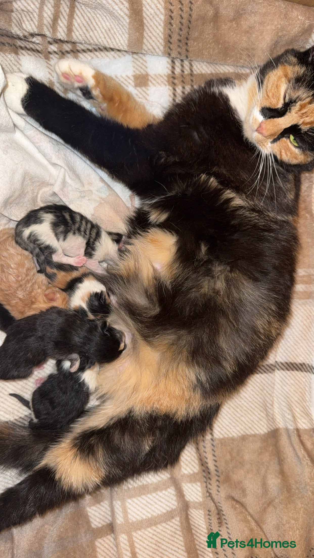 Mixed Breed cats 5 Beautiful Kittens  - Advert 1