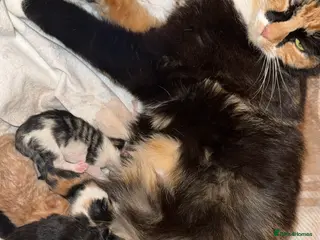 Mixed Breed cats 5 Beautiful Kittens - Advert 1