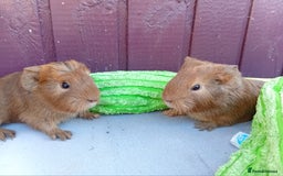 Guinea Pig rodents for sale: Baby guinea pigs  - Advert 2