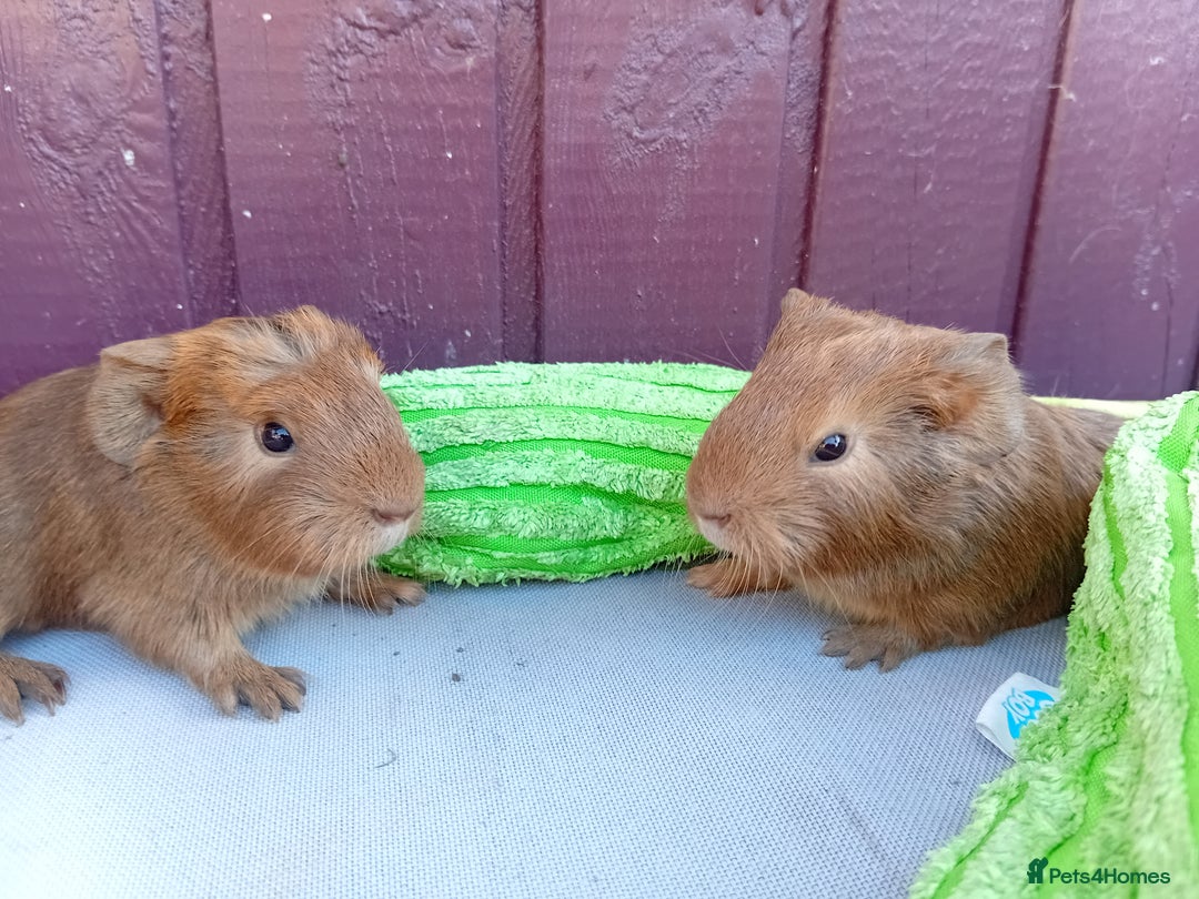 Guinea Pig rodents for sale: Baby guinea pigs  - Advert 2