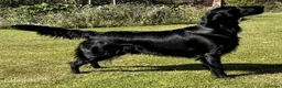 Flat coated Retriever dogs for sale: Flat Coated Retriever Puppies   - Advert 6