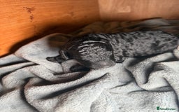 Goldendoodle dogs for sale: Beautiful Rainbow Litter of Goldendoodles - Advert 5