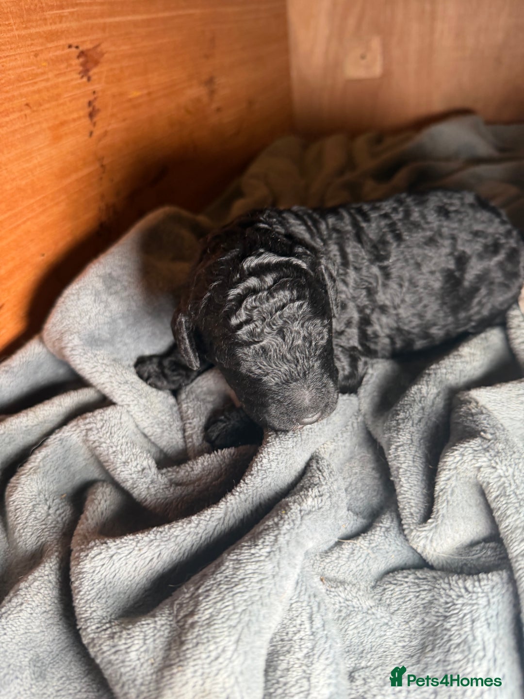 Goldendoodle dogs for sale: Beautiful Rainbow Litter of Goldendoodles - Advert 5