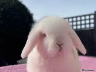 Mini Lop rabbits Beautiful Pure Bred Baby Mini Lop Girl - Advert 18