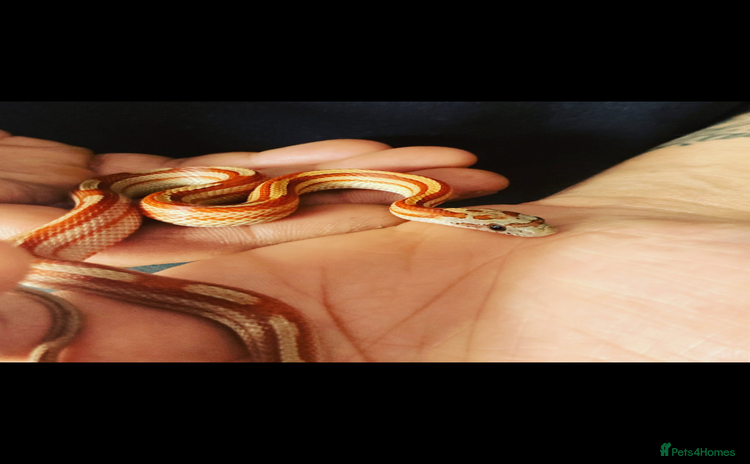 Corn Snake reptiles - Advert 1