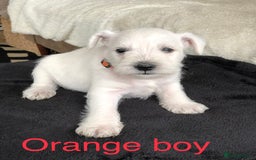 Miniature Schnauzer dogs for sale: KC registered White miniature schnauzers - Image 8