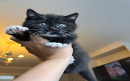 British Shorthair cats for sale: Adorable kittens ready to go 💙🩷 - Image 3