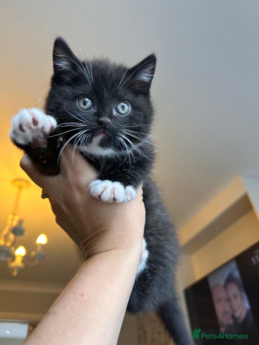 British Shorthair cats for sale: Adorable kittens ready to go 💙🩷 - Image 3