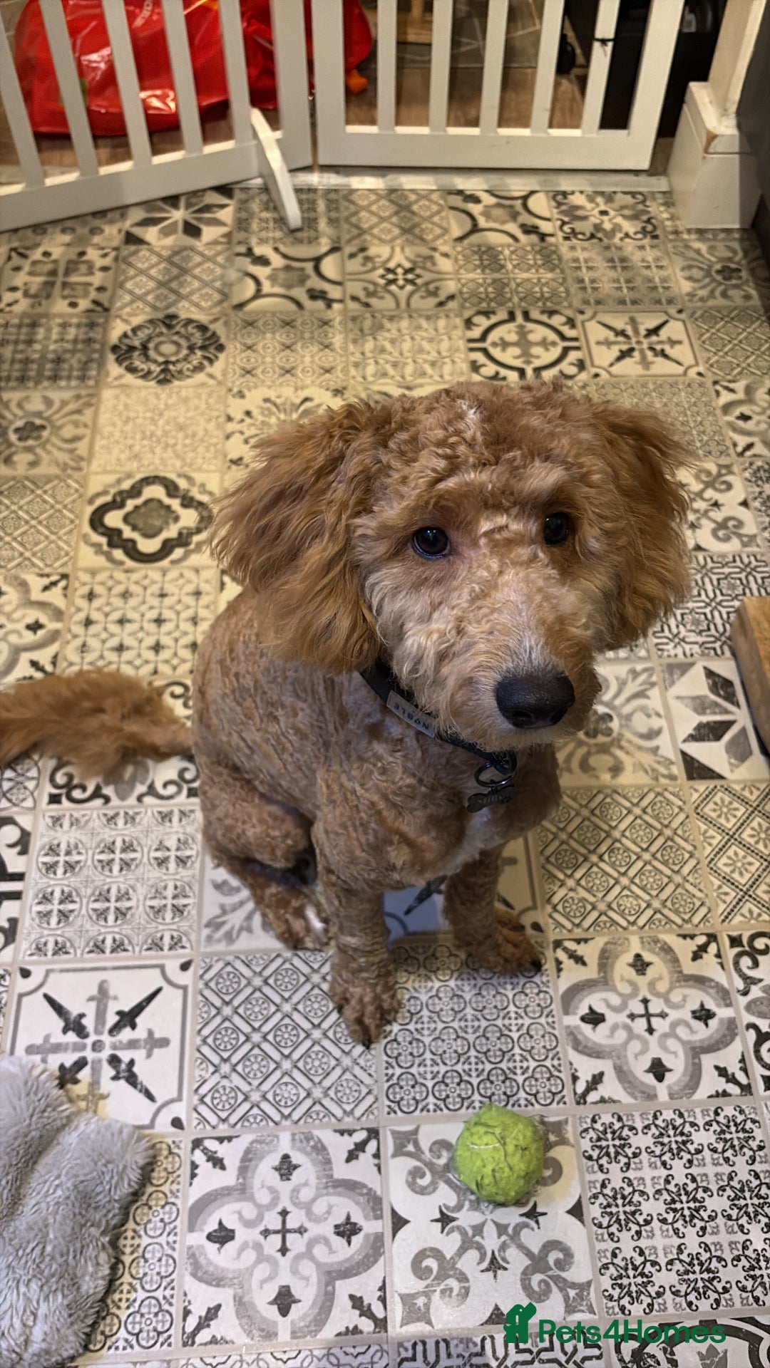 Cockapoo dogs for sale: F1 Cockapoo - Advert 5