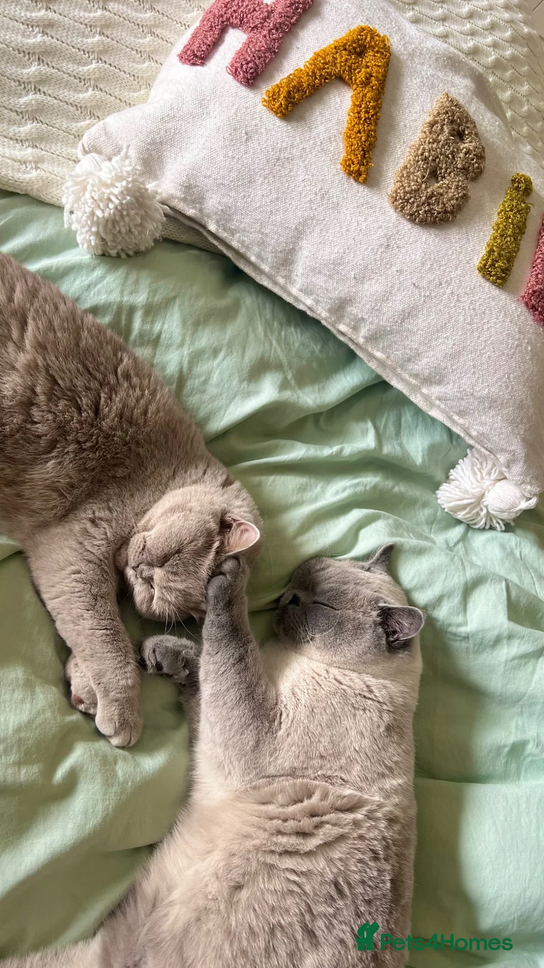 British Shorthair cats for sale: TWO BRITISH SHORTHAIRS - Advert 1
