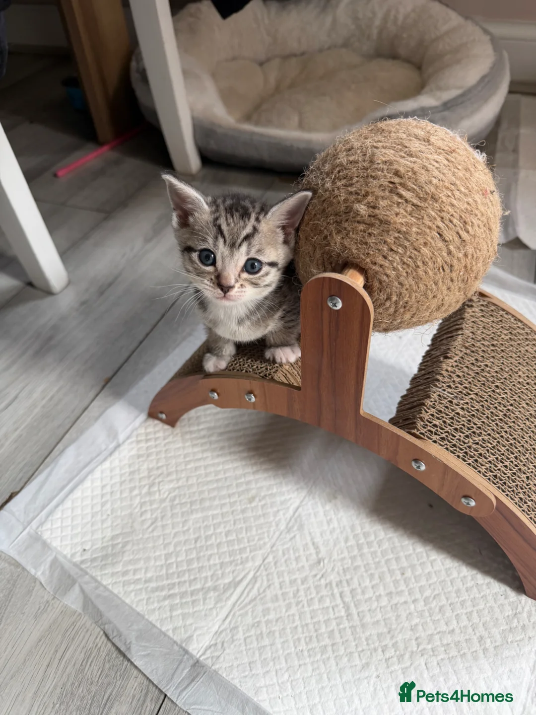 Bengal cats for sale: Beautiful Bengal Kitten❤️ - Advert 8