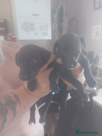 Whippet dogs - Advert 3