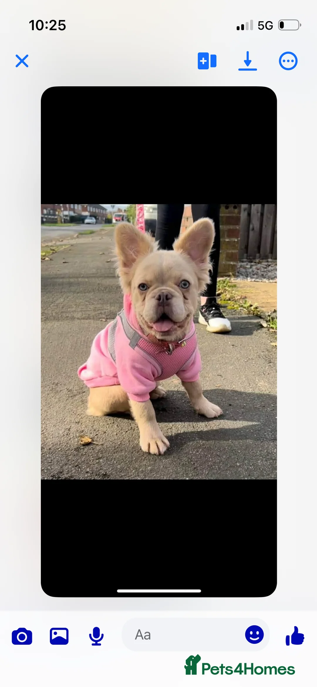French Bulldog dogs for sale: Pink fluffy frenchie in Rotherham - Advert 2