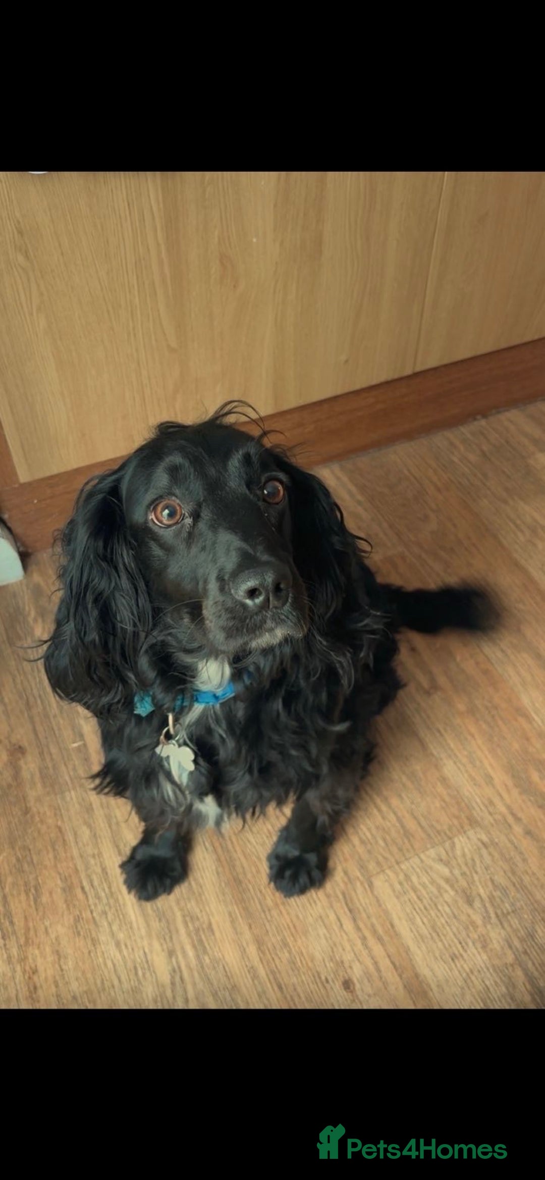 Cocker Spaniel dogs for sale: Make Cocker spaniel 3 year old  - Advert 2