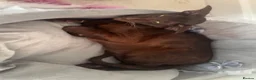 Oriental cats for sale: Havana brown oriental shorthair Girl  - Advert 4