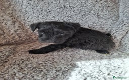 Miniature Schnauzer dogs for sale: Miniature Schnauzer beauties - Image 11