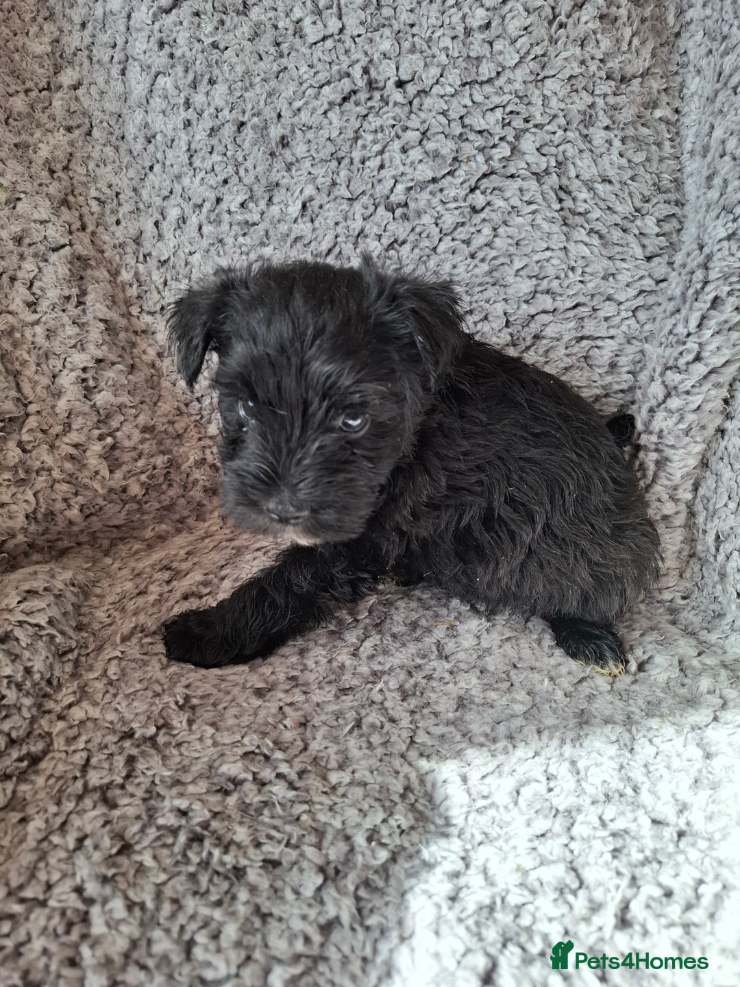 Miniature Schnauzer dogs for sale: Miniature Schnauzer beauties - Image 11