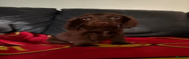 Cocker Spaniel 6