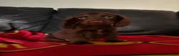 Cocker Spaniel dogs for sale: Beautiful cocker spaniels pups in Pontypool - Advert 6