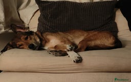 Mixed Breed dogs for sale: Medium sized spayed female 5 years old - Image 4