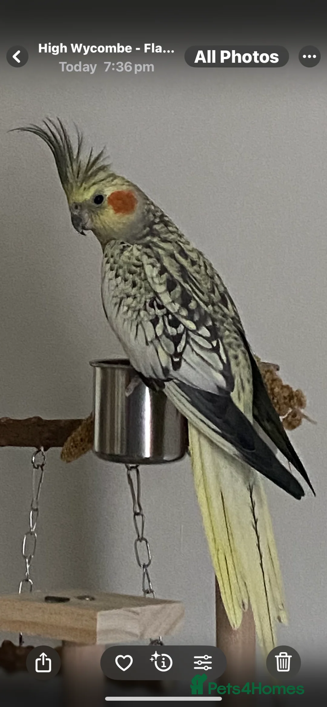 Cockatiels birds for sale: Cockatiels for sale  - Advert 1